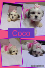 SOLD- Click On Picture For More Info- Deposit for Coco