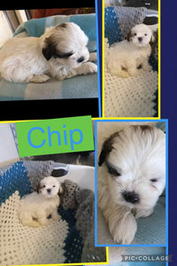 SOLD- Click On Picture For More Info- Deposit for Chip