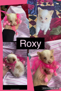 SOLD- Click On Picture For More Info- Deposit for Roxy