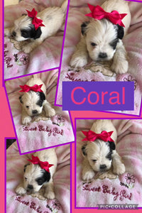SOLD- Click On Picture For More Info- Deposit for Coral