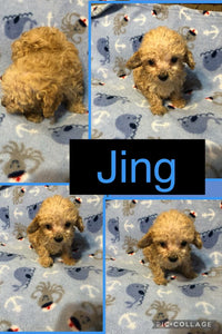 SOLD- Click On Picture For More Info- Deposit for Jing