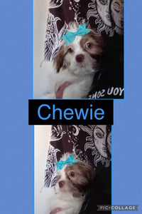 SOLD- Click On Picture For More Info- Deposit for Chewey
