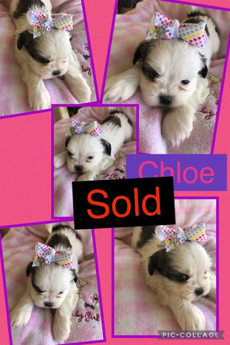 SOLD- Click On Picture For More Info- Deposit for Chloe