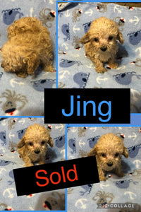 SOLD- Click On Picture For More Info- Deposit for Jing