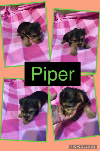 Click On Picture For More Info- Deposit for Piper