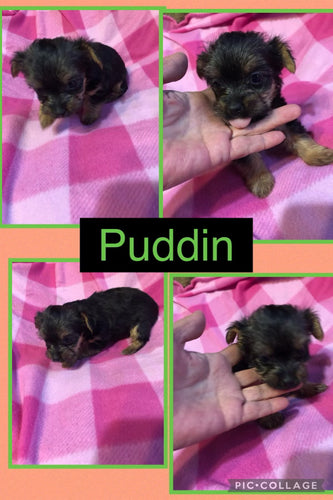Click On Picture For More Info- Deposit for Puddin