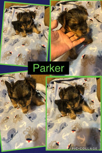 Click On Picture For More Info- Deposit for Parker