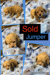 SOLD- Click On Picture For More Info- Deposit for Jumper