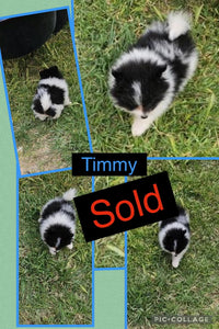 SOLD- Click On Picture For More Info- Deposit for Timmy