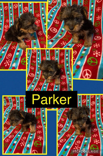 Click On Picture For More Info- Deposit for Parker