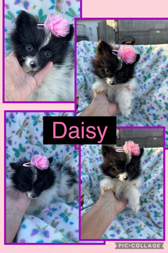 Click On Picture For More Info- Deposit for Daisy