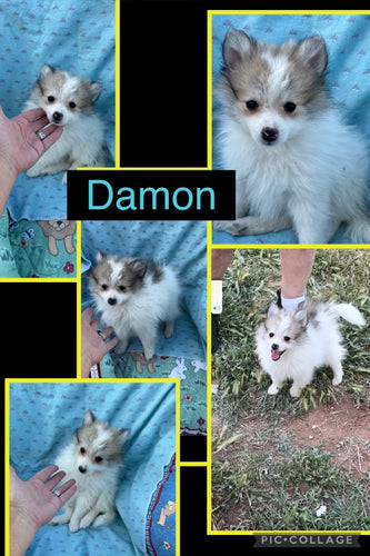 Click On Picture For More Info- Deposit for Damon
