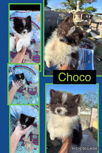 Click On Picture For More Info- Deposit for Choco