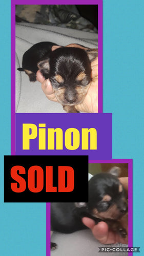 SOLD- Click On Picture For More Info- Deposit for Piñon