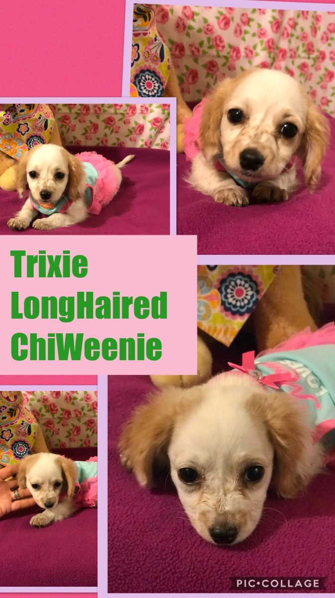 Long top haired chiweenie