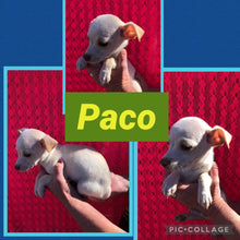 SOLD- Click On Picture For More Info- Deposit for Paco