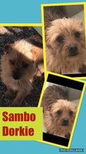 SOLD- Click On Picture For More Info- Deposit for Sambo