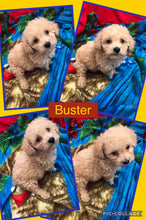 SOLD- Click On Picture For More Info- Deposit for Buster