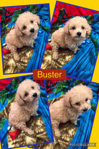 SOLD- Click On Picture For More Info- Deposit for Buster