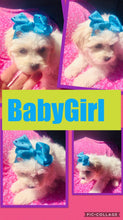 SOLD- Click On Picture For More Info- Deposit for BabyGirl