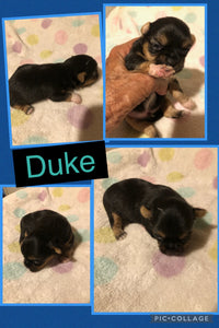 SOLD- Click On Picture For More Info- Deposit for Duke