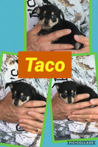 SOLD- Click On Picture For More Info- Deposit for Taco
