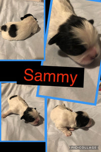 SOLD- Click On Picture For More Info- Deposit for Sammy