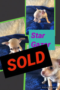 SOLD- Click On Picture For More Info- Deposit for Star Gazer
