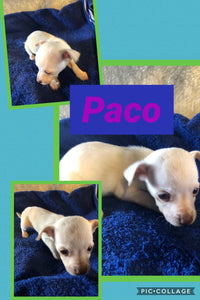 SOLD- Click On Picture For More Info- Deposit for Paco