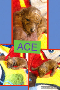 SOLD- Click On Picture For More Info- Deposit for Ace