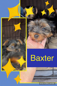 SOLD- Click On Picture For More Info- Deposit for Baxter
