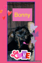 SOLD- Click On Picture For More Info- Deposit for Bonnie