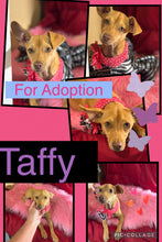ADOPTED - Click On Picture For More Info- Deposit for Taffy