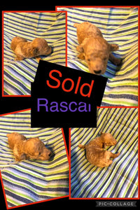 SOLD- Click On Picture For More Info- Deposit for Rascal