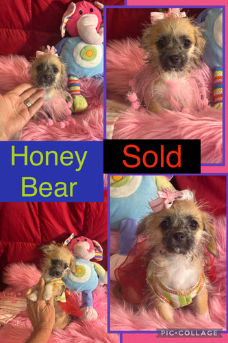 SOLD- Click On Picture For More Info- Deposit for Honey Bear