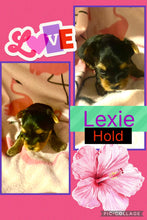 SOLD- Click On Picture For More Info- Deposit for Lexie