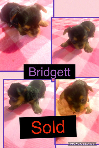 SOLD- Click On Picture For More Info- Deposit for Bridget