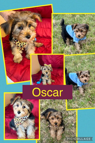 Click On Picture For More Info- Deposit for Oscar