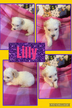 SOLD- Click On Picture For More Info- Deposit for Lilly