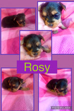 SOLD- Click On Picture For More Info- Deposit for Rosy