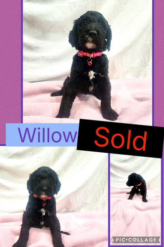SOLD- Click On Picture For More Info- Deposit for Willow