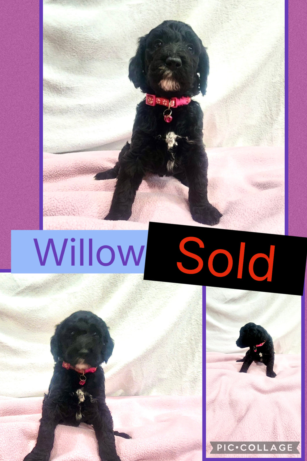 SOLD- Click On Picture For More Info- Deposit for Willow