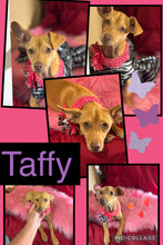 ADOPTED - Click On Picture For More Info- Deposit for Taffy