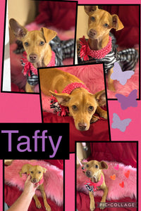 ADOPTED - Click On Picture For More Info- Deposit for Taffy