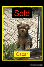SOLD- Click On Picture For More Info- Deposit for Oscar