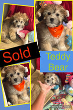 SOLD- Click On Picture For More Info- Deposit for Teddy Bear