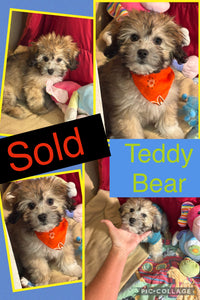 SOLD- Click On Picture For More Info- Deposit for Teddy Bear