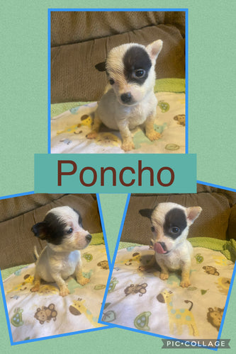 Click On Picture For More Info- Deposit for Poncho