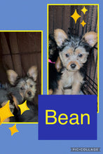 SOLD- Click On Picture For More Info- Deposit for Bean