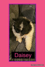 Click On Picture For More Info- Deposit for Daisy